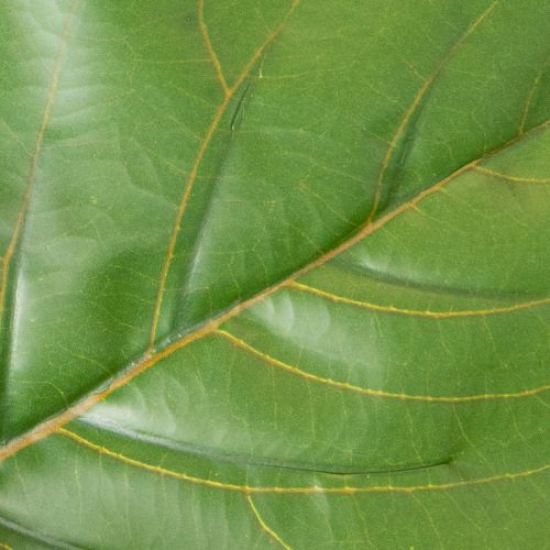 Dirbtinis fikusas (Ficus lyrata) 120 cm, dekoratyvinis augalas svetainei | Floristik24.lt