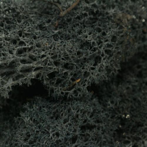 daiktų Dekoratyvinis samanų juodas konservavimas Islandijos samanoms rankdarbiams 400g