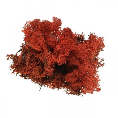 Dekoratyvinės samanos Red Siena Natūralios samanos rankdarbiams džiovintos, dažytos 500g