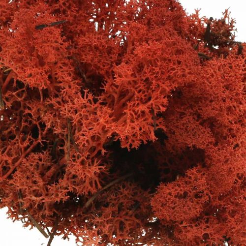 daiktų Dekoratyvinės samanos Red Siena Natūralios samanos rankdarbiams džiovintos, dažytos 500g