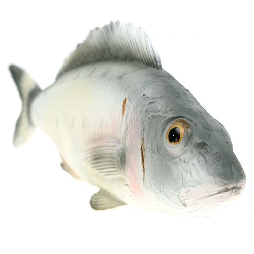 Floristik24 Dekoratyvinis ešeris L27,5cm