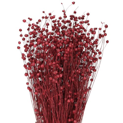Linų sėmenų Bordo raudonumo džiovintos dekoracijos džiovintos gėlės I55cm 80g