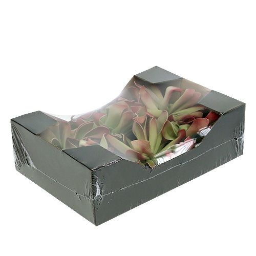 Floristik24 Putplasčio gėlė Ø12cm žalia / raudona 6vnt