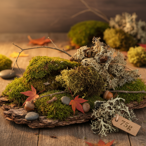 daiktų Dekoratyvinės samanos rankdarbiams, mišrios žalios ir šviesiai žalios natūralios samanos, 75g