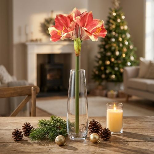 Dirbtinis Amaryllis Pink ir Cream – didelė stiebo gėlė 76cm | Floristik24.lt