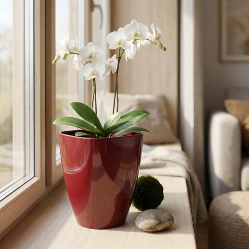 Orchidėjų vazonas blizgus Ø12,5cm Bordo 1 vnt | Floristik24.lt