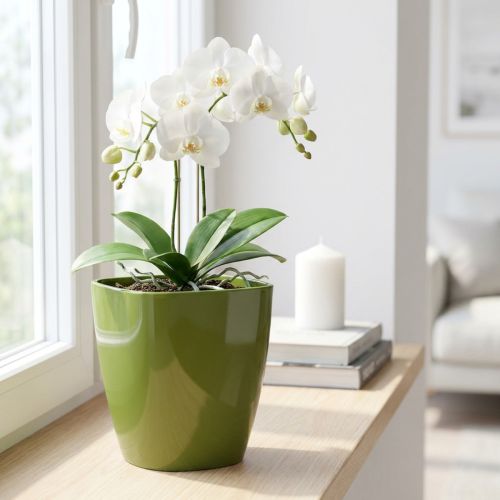Orchidėjų vazonas blizgus Ø12,5cm alyvuogių žalias 1 vnt | Floristik24.lt