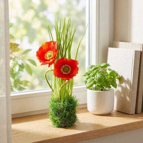 Aguonų raudona žolėje 23cm | Floristik24.lt