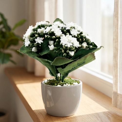 Dirbtinė Kalanchoe Flaming Käthchen White 24cm | Floristik24.lt