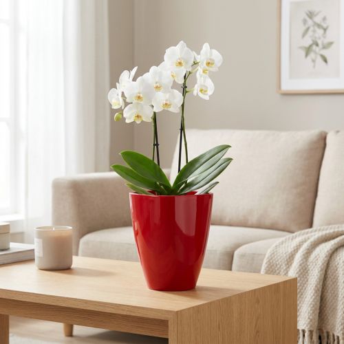 Orchidėjų vazonas blizgus Ø12,5cm raudonas, 1 vnt | Floristik24.lt