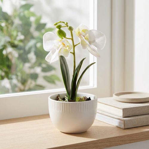 Mini orchidėjos Dirbtinės baltos orchidėjos vazonėlyje 15cm | Floristik24.lt