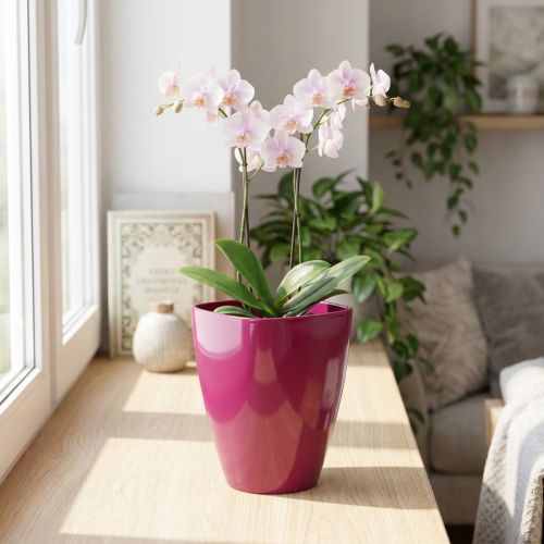 daiktų Orchidėjų vazonas blizgantis Ø12,5cm vyšnia 1 vnt
