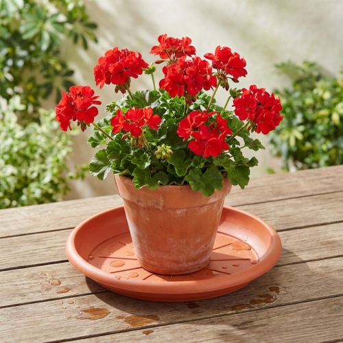 Padėkliukas “Linda” Ø33cm terakotinis | Floristik24.lt