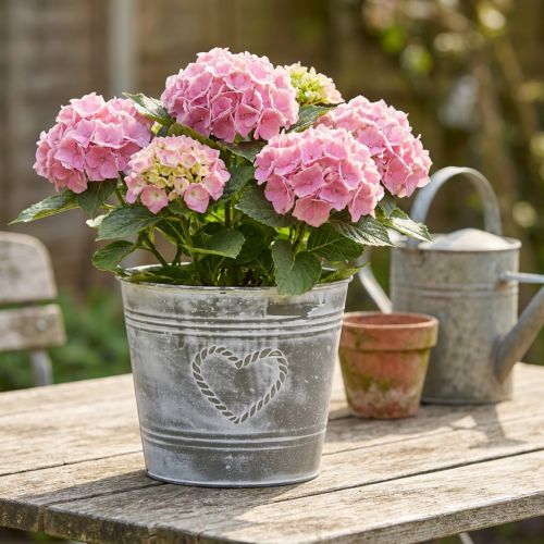 Metalinis gėlių vazonas „Shabby Chic“ su širdies formos raštu, Ø22 cm, aukštis 17,5 cm | Floristik24.lt