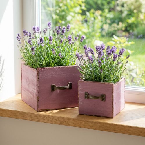 Augalų stalčių augalų dėžutė medinė violetinė 12,5/16cm rinkinys iš 2 | Floristik24.lt