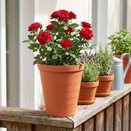 Rožių vazonas plastikinis 19cm terakotos 1 vnt | Floristik24.lt