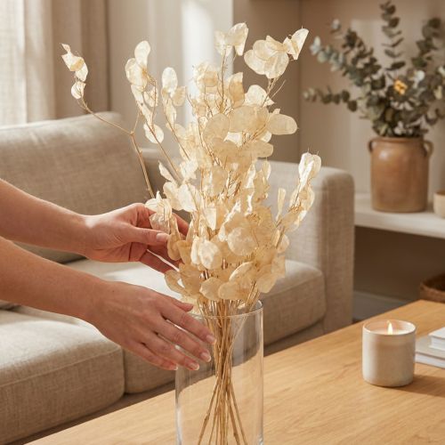 daiktų Džiovintų sidabrinių lapelių „Lunaria“ šampanas 65–70 cm 20 g