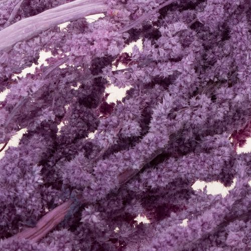 daiktų Lapės uodegos džiovintos gėlės, dažytos, moderniam namų dekoravimui, 100 cm, 5 vnt.