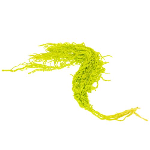 daiktų Lapės uodegos džiovintos gėlės, dažytos, ypatingam namų dekorui ir unikaliems akcentams, 100 cm, 5 vnt.