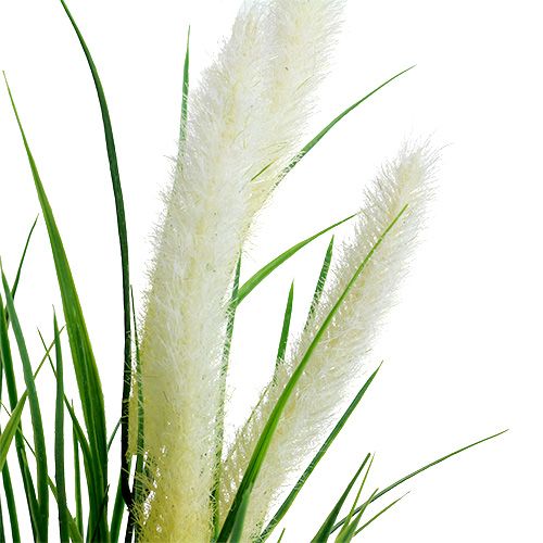Floristik24 Lapės uodega žolė žalia, balta 63cm