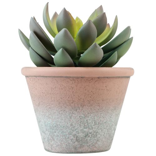 daiktų Sultingas augalas vazone Echeveria dirbtinai žalias vintage Ø15cm H16cm