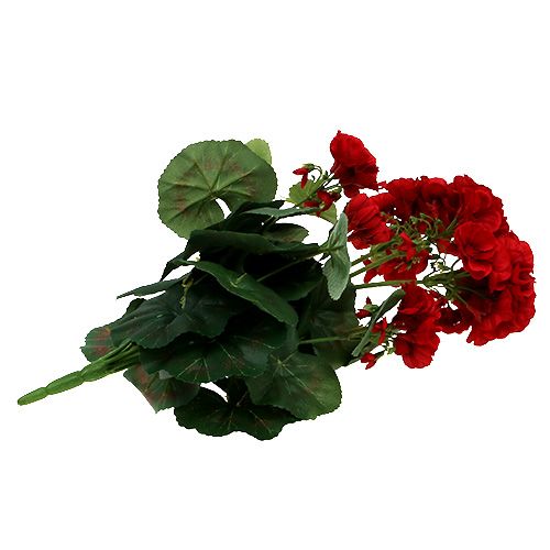 Floristik24 Geraniumo krūmas raudonas 36cm
