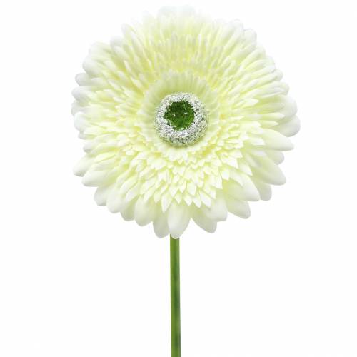 Floristik24 Gerbera dirbtinė balta 62cm 6 vnt