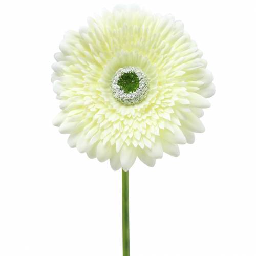 Floristik24 Gerbera dirbtinė balta 62cm 6vnt