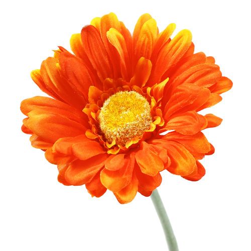 Floristik24 Gerbera Orange Ø10cm L55cm 6vnt