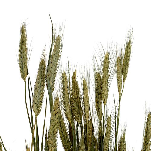 daiktų Miežių grūdų dekoravimas sausas dekoravimas natūralus 80cm ryšelis 1 vnt