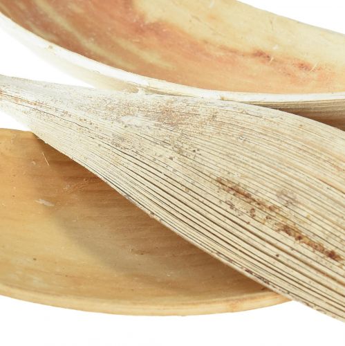 daiktų Kokoso kevalai, balinti kokoso lapai, 22-42cm, 25 vnt.