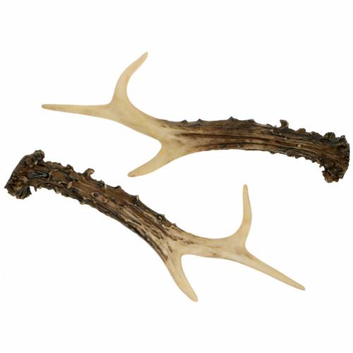 Floristik24 Deco antler kaimo namų dekoravimo stalo apdaila 23cm 2vnt