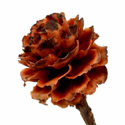 daiktų Glabrum II (1) 25 vnt