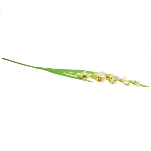 Floristik24 Kardeliai balti 93cm