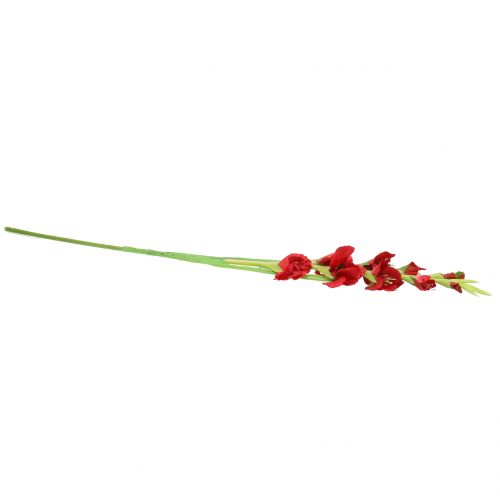 Floristik24 Raudonas kardelis 93cm