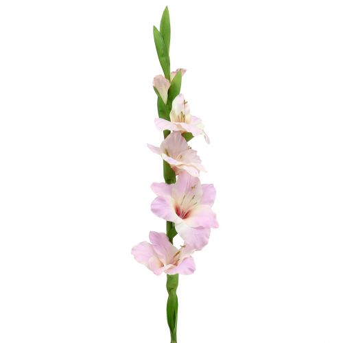 Floristik24 Gladiolus kreminis-violetinis 86cm