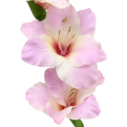 Floristik24 Gladiolus kreminis-violetinis 86cm