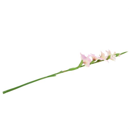 Floristik24 Gladiolus kreminis-violetinis 86cm
