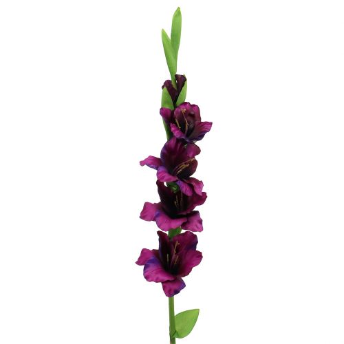 Floristik24 Kardeliai tamsiai violetiniai 86cm