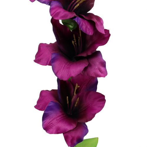 Floristik24 Kardeliai tamsiai violetiniai 86cm