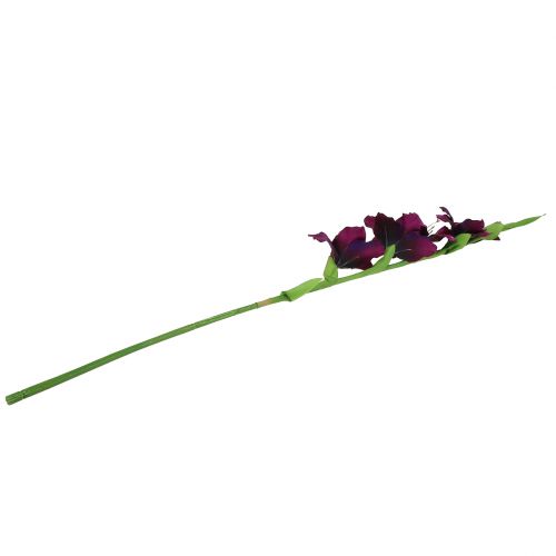 Floristik24 Kardeliai tamsiai violetiniai 86cm