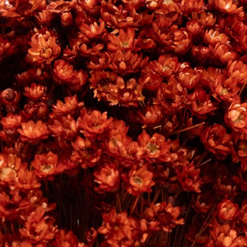 daiktų Džiovintų gėlių puokštė, žavinga vazų ar kompozicijų puošmena, 44 cm