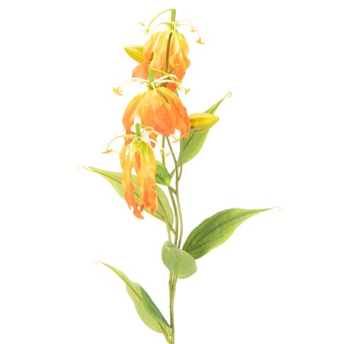  | Floristik24.lt