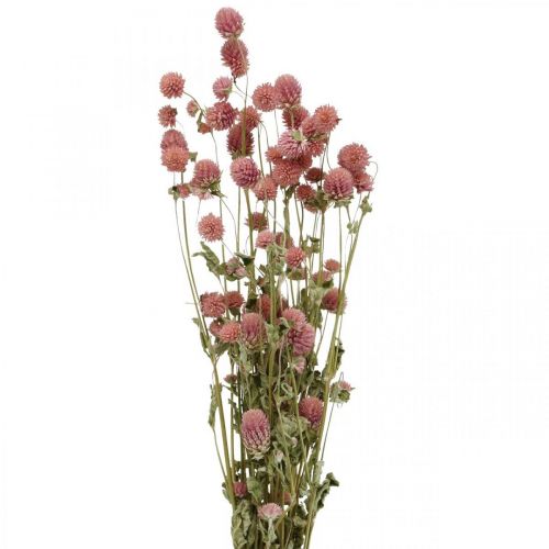 Floristik24 Amarantas, Gomphrena Globosa, vasarinė gėlė, sausa gėlė rožinė L49cm 50g