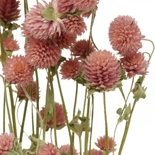 Floristik24 Amarantas, Gomphrena Globosa, vasarinė gėlė, sausa gėlė rožinė L49cm 50g