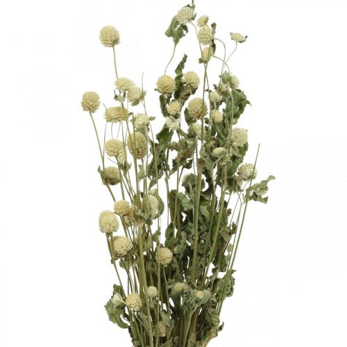 Floristik24 Džiovinta gėlė, Amarantas Globe, Gomphrena Globosa White L49cm 45g