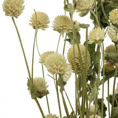 Floristik24 Džiovinta gėlė, Amarantas Globe, Gomphrena Globosa White L49cm 45g
