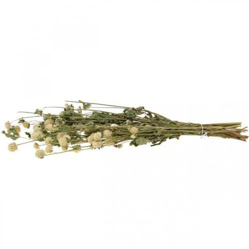 Floristik24 Džiovinta gėlė, Amarantas Globe, Gomphrena Globosa White L49cm 45g