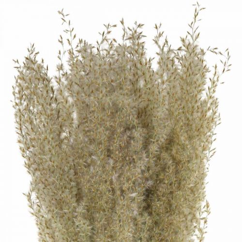 Floristik24 Džiovintos žolės dekoratyvinė žolė sausai floristinei dekoracijai gamta H55cm