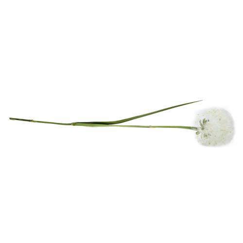 Floristik24 Dekoratyvinė kiaulpienė 100cm